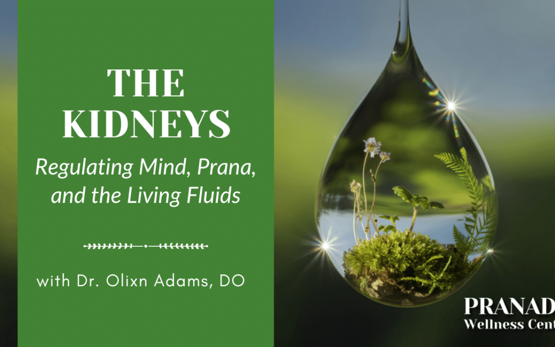 The Kidneys: Regulating Mind, Prana, and the Living Fluids – Dr. Olixn Adams